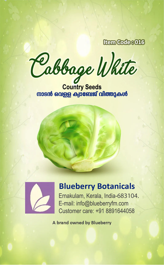 Cabbage Seeds White 100pcs - Country Variety Cool Season- Blueberry Botanicals