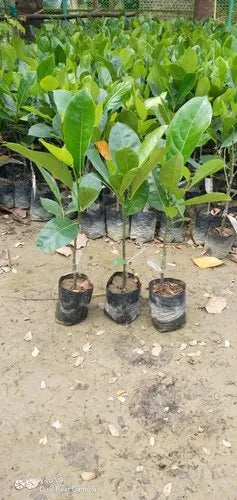 Cambodian Jackfruit 30cm | Exotic Variety | Blueberry Botanicals