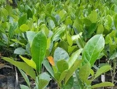 Cambodian Jackfruit 30cm | Exotic Variety | Blueberry Botanicals