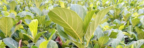 Cambodian Jackfruit 30cm | Exotic Variety | Blueberry Botanicals
