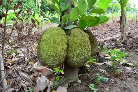 Cambodian Jackfruit 30cm | Exotic Variety | Blueberry Botanicals