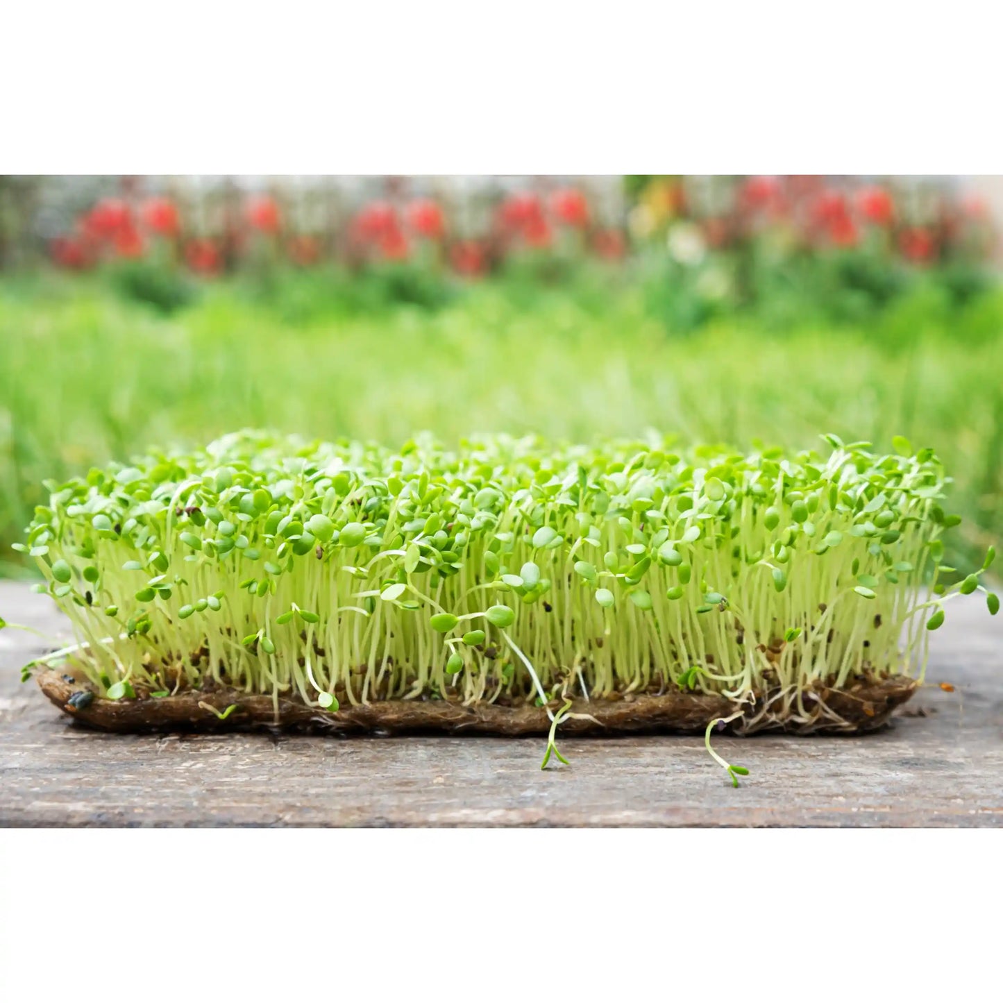 carrot-microgreens-seeds-100g-sweet-earthy-flavor-premium-quality