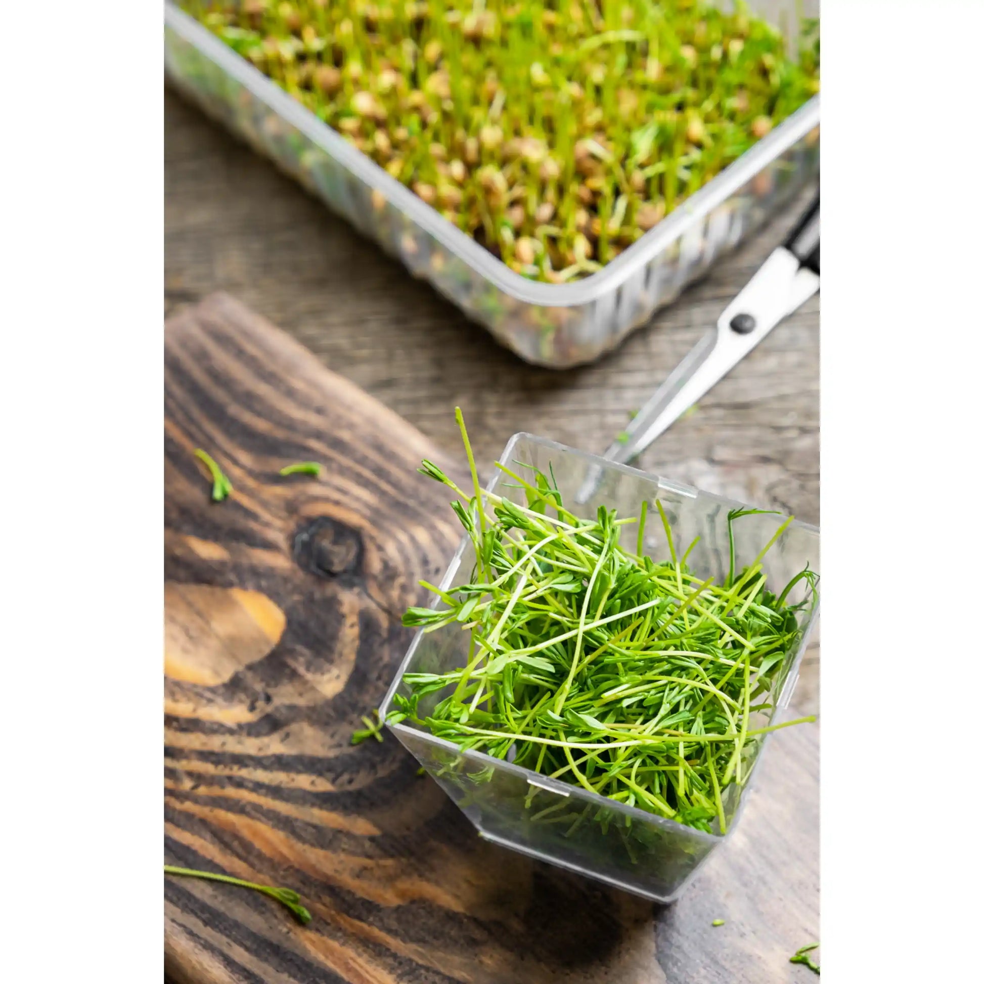 carrot-microgreens-seeds-100g-sweet-earthy-flavor-premium-quality