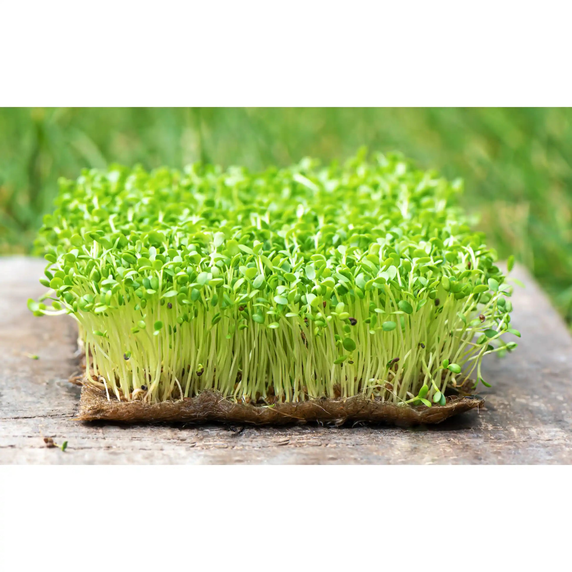 carrot-microgreens-seeds-100g-sweet-earthy-flavor-premium-quality