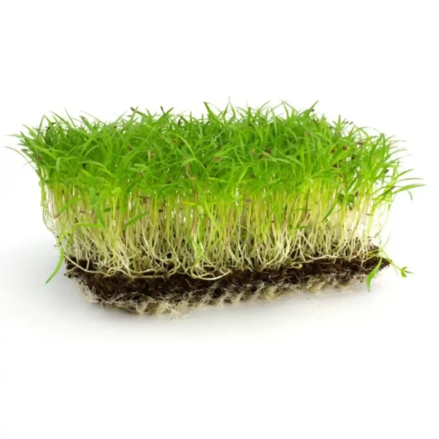 carrot-microgreens-seeds-100g-sweet-earthy-flavor-premium-quality