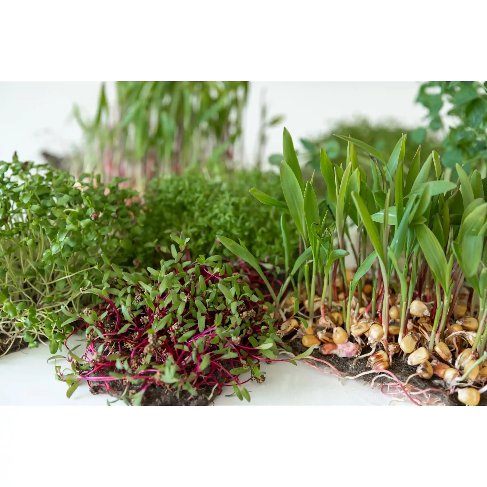 carrot-microgreens-seeds-100g-sweet-earthy-flavor-premium-quality