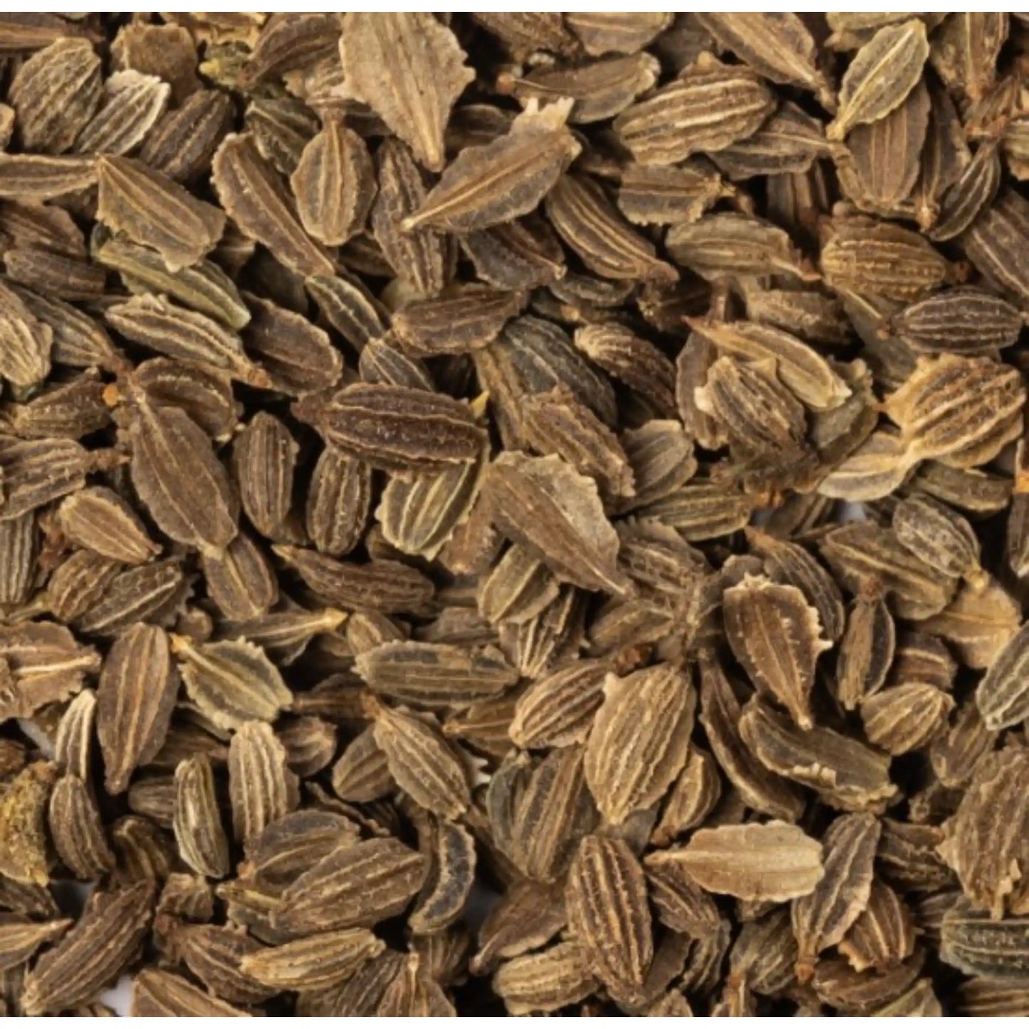 carrot-microgreens-seeds-100g-sweet-earthy-flavor-premium-quality