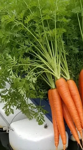 Carrot Seeds Country Variety 60pcs - Sweet Orange Roots- Blueberry Botanicals