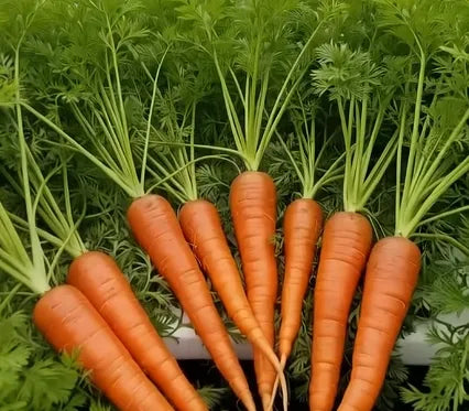 Carrot Seeds Country Variety 60pcs - Sweet Orange Roots- Blueberry Botanicals