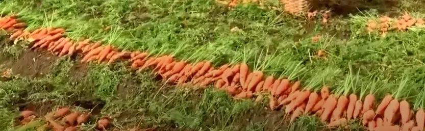 Carrot Seeds Country Variety 60pcs - Sweet Orange Roots- Blueberry Botanicals