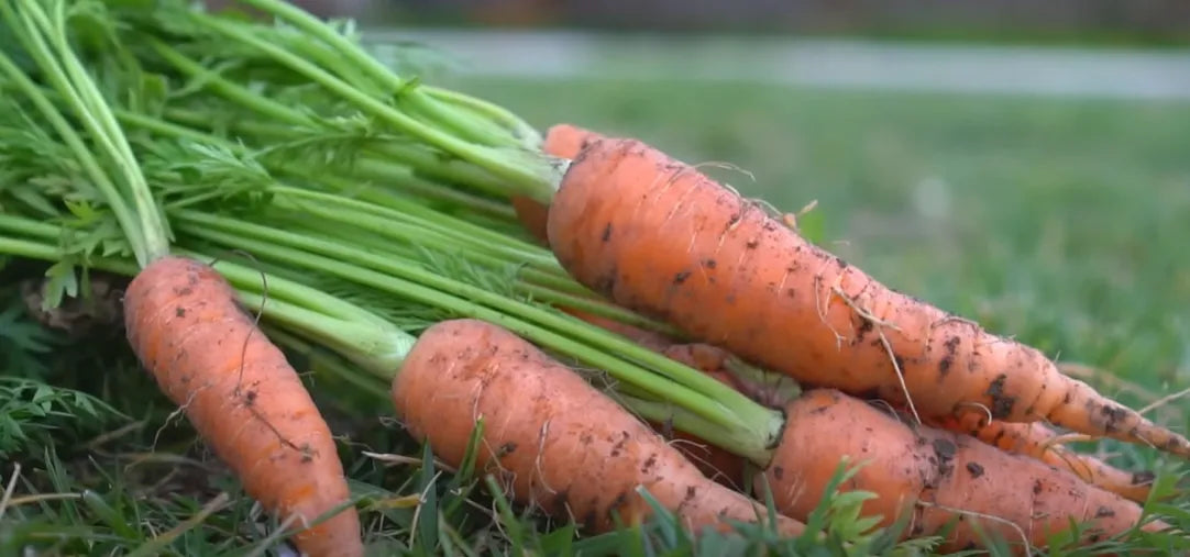 Carrot Seeds Country Variety 60pcs - Sweet Orange Roots- Blueberry Botanicals