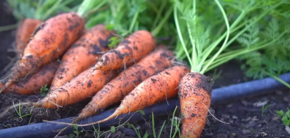 Carrot Seeds Country Variety 60pcs - Sweet Orange Roots- Blueberry Botanicals