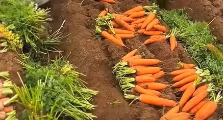 Carrot Seeds Country Variety 60pcs - Sweet Orange Roots- Blueberry Botanicals