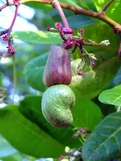 Cashew NutsPlain W320  - Kerala Premium Grade - 1KG
