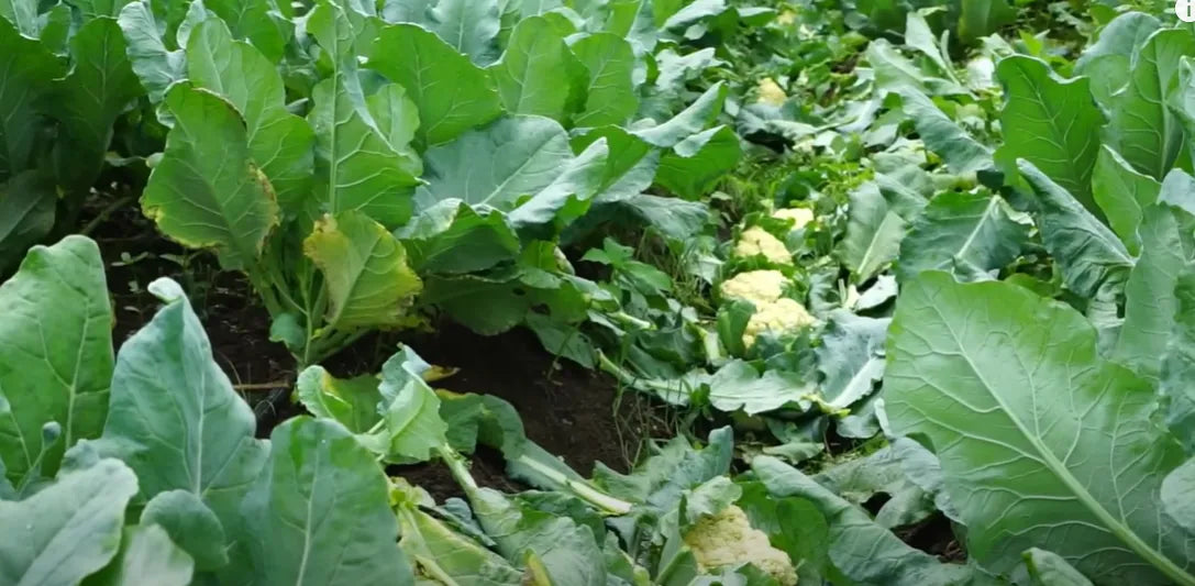 Cauliflower Seeds 80pcs - Country Variety Cool Season- Blueberry Botanicals