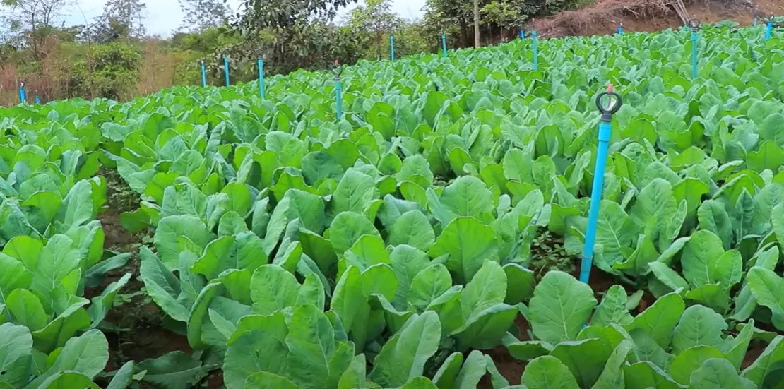 Cauliflower Seeds 80pcs - Country Variety Cool Season- Blueberry Botanicals