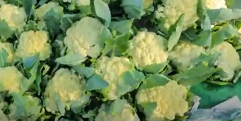 Cauliflower Seeds 80pcs - Country Variety Cool Season- Blueberry Botanicals