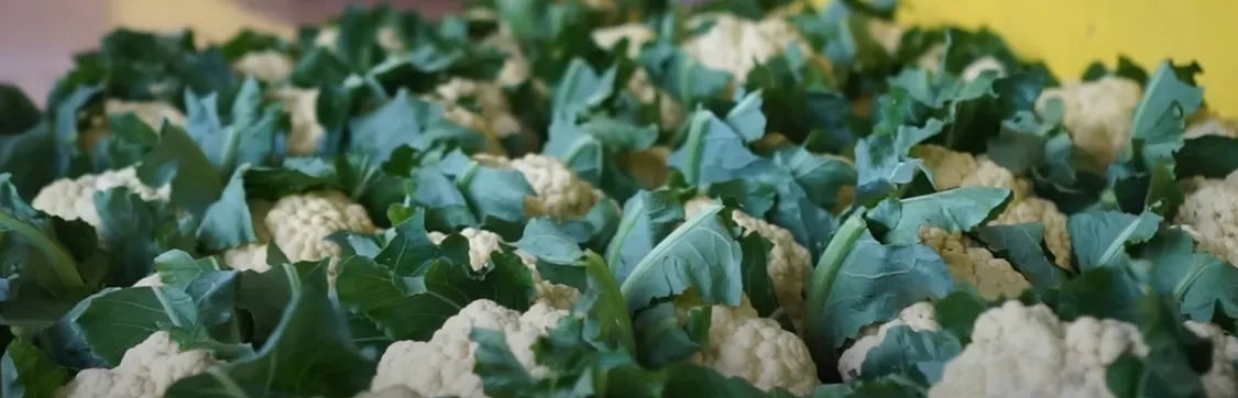 Cauliflower Seeds 80pcs - Country Variety Cool Season- Blueberry Botanicals