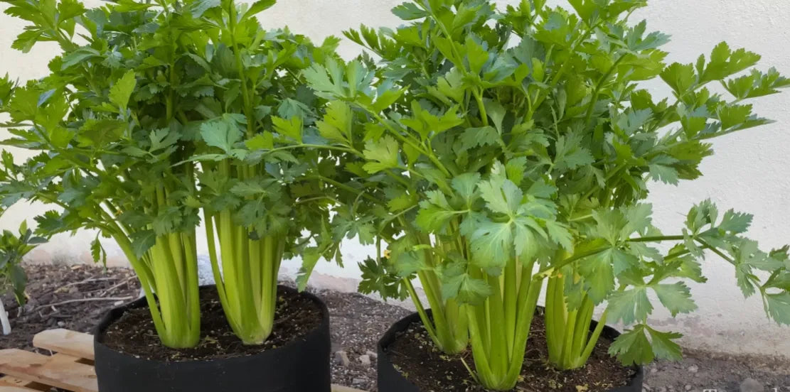 Celery Seeds - Country Variety 40 Seeds | Blueberry Botanicals