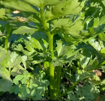 Celery Seeds - Country Variety 40 Seeds | Blueberry Botanicals