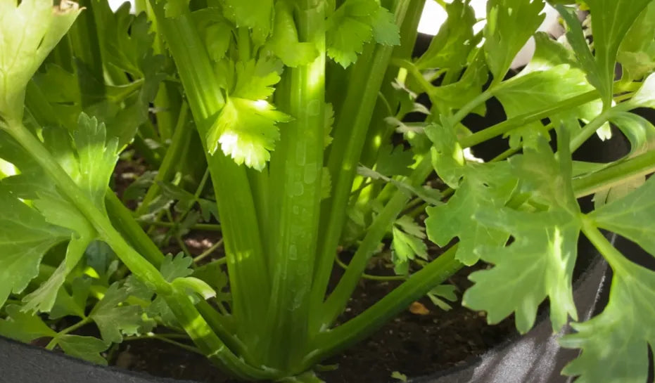 Celery Seeds - Country Variety 40 Seeds | Blueberry Botanicals