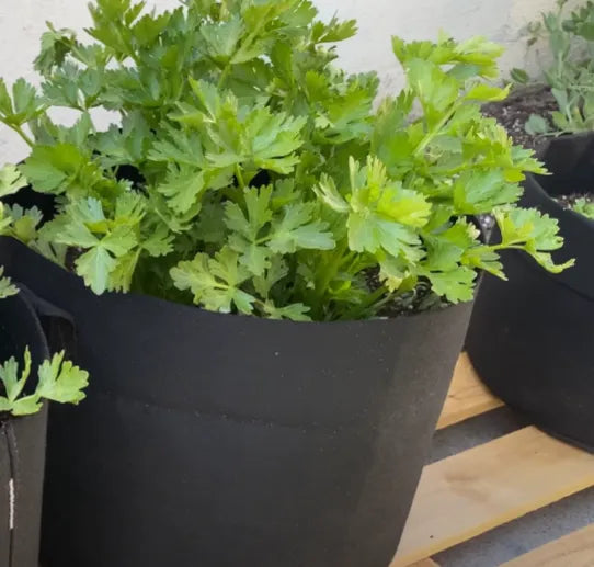 Celery Seeds - Country Variety 40 Seeds | Blueberry Botanicals