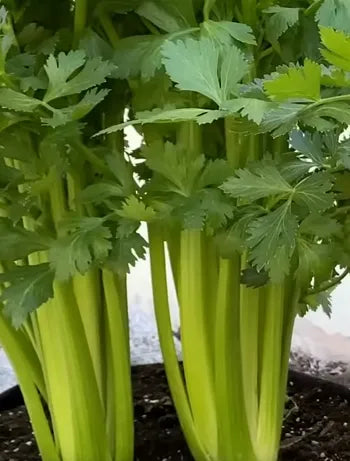 Celery Seeds - Country Variety 40 Seeds | Blueberry Botanicals