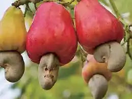 Chilli Cheese Cashews 200g Kerala Premium Spicy - Blueberry Botanicals
