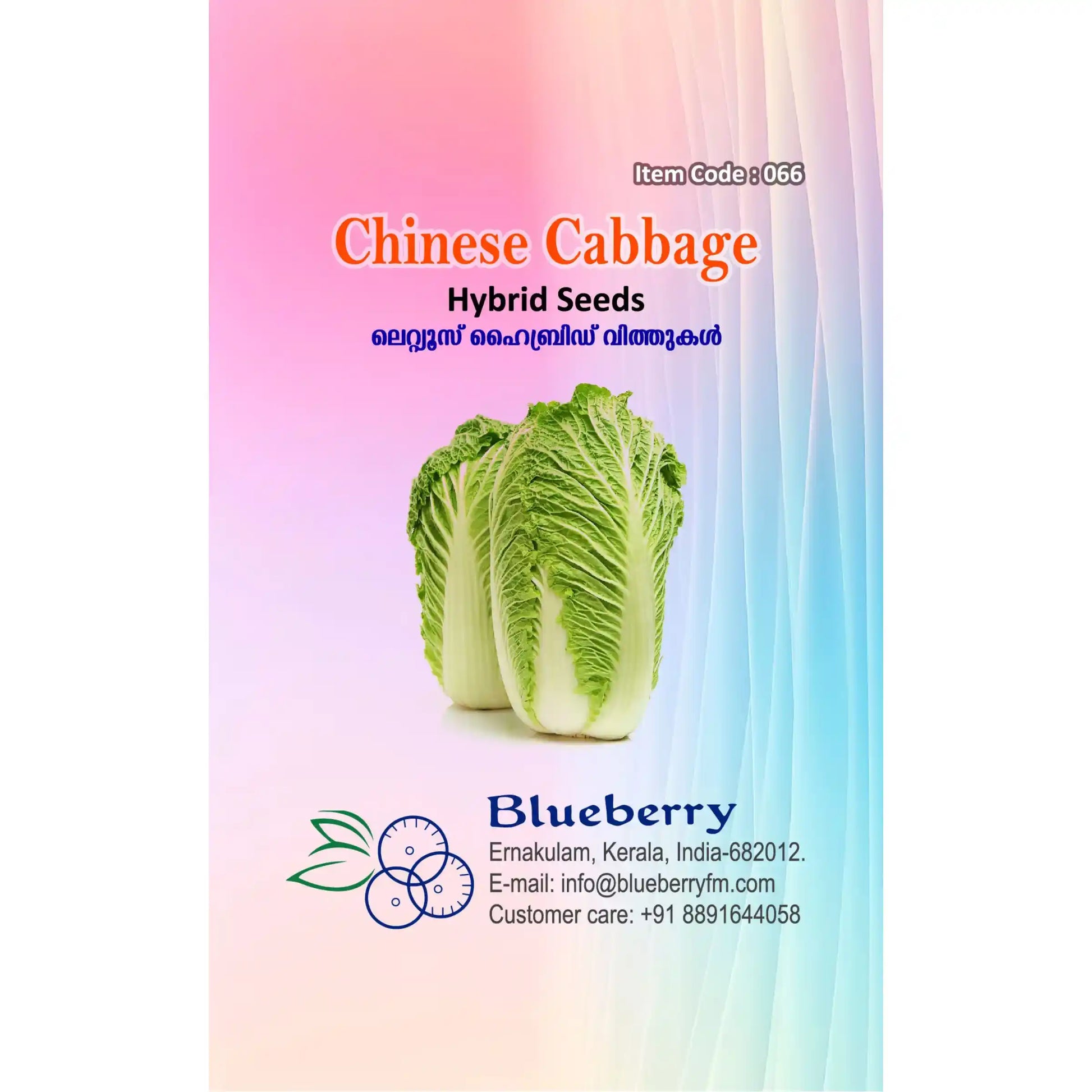 Chinese Cabbage Seeds 60pcs - Hybrid Iceberg Cool Season- Blueberry Botanicals