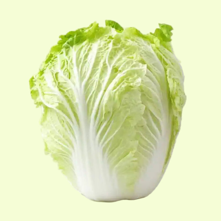 Chinese Cabbage Seeds 60pcs - Hybrid Iceberg Cool Season- Blueberry Botanicals