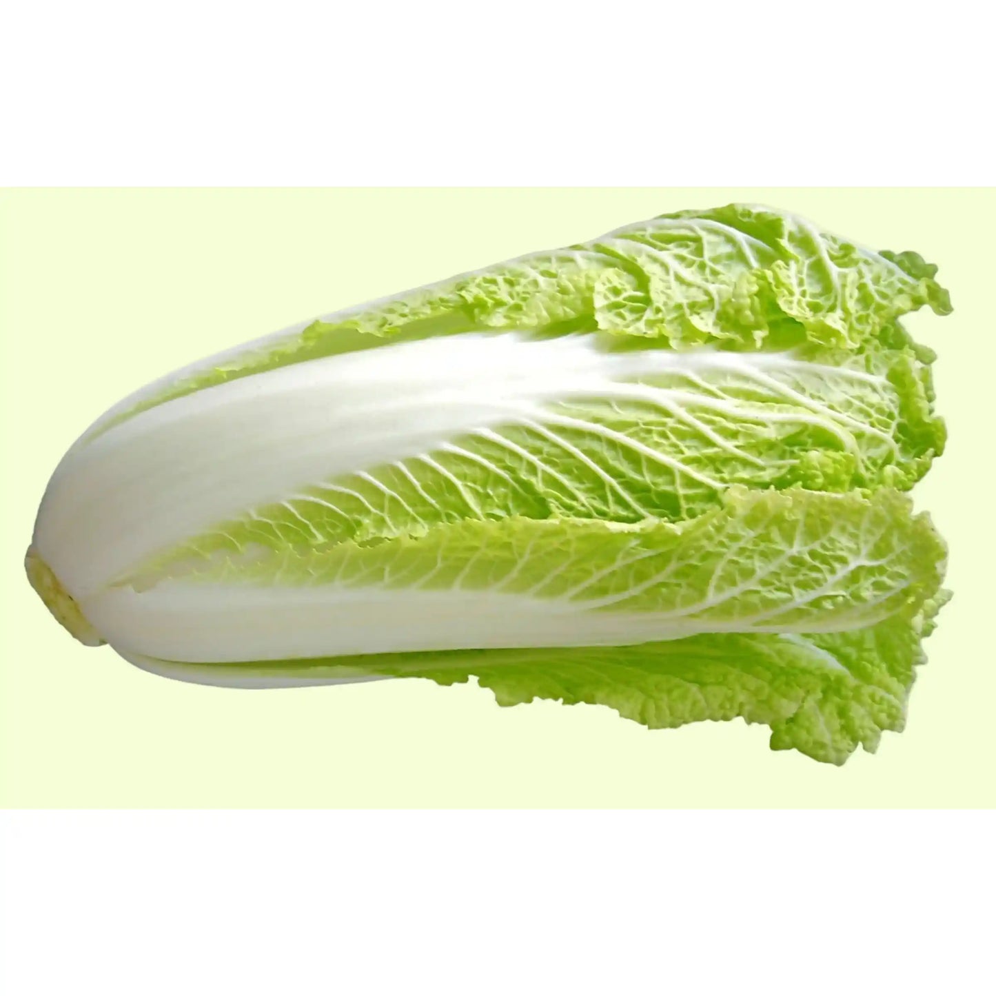 Chinese Cabbage Seeds 60pcs - Hybrid Iceberg Cool Season- Blueberry Botanicals