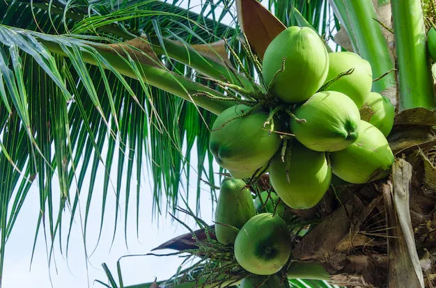 Kuttiyadi Coconut 30cm | Kerala Tall | Blueberry Botanicals