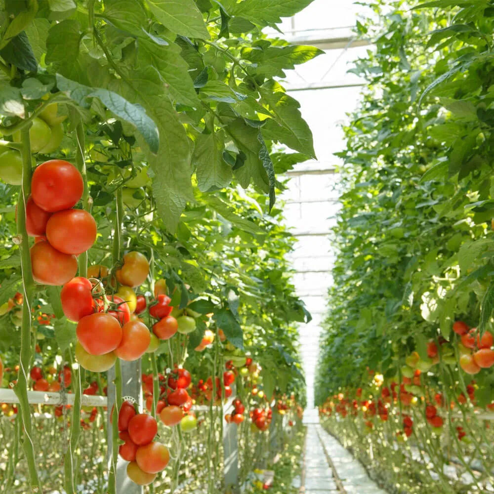 Country Tomato Seeds 80pcs - Traditional Heirloom Variety-Blueberry Botanicals