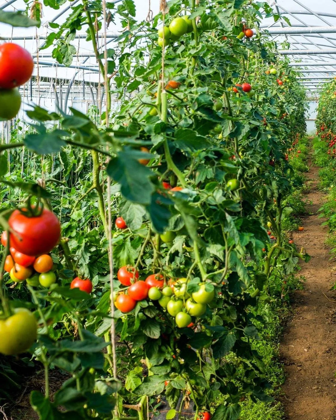 Country Tomato Seeds 80pcs - Traditional Heirloom Variety-Blueberry Botanicals