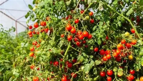 Country Tomato Seeds 80pcs - Traditional Heirloom Variety-Blueberry Botanicals