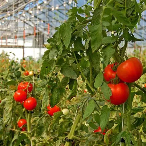 Country Tomato Seeds 80pcs - Traditional Heirloom Variety-Blueberry Botanicals