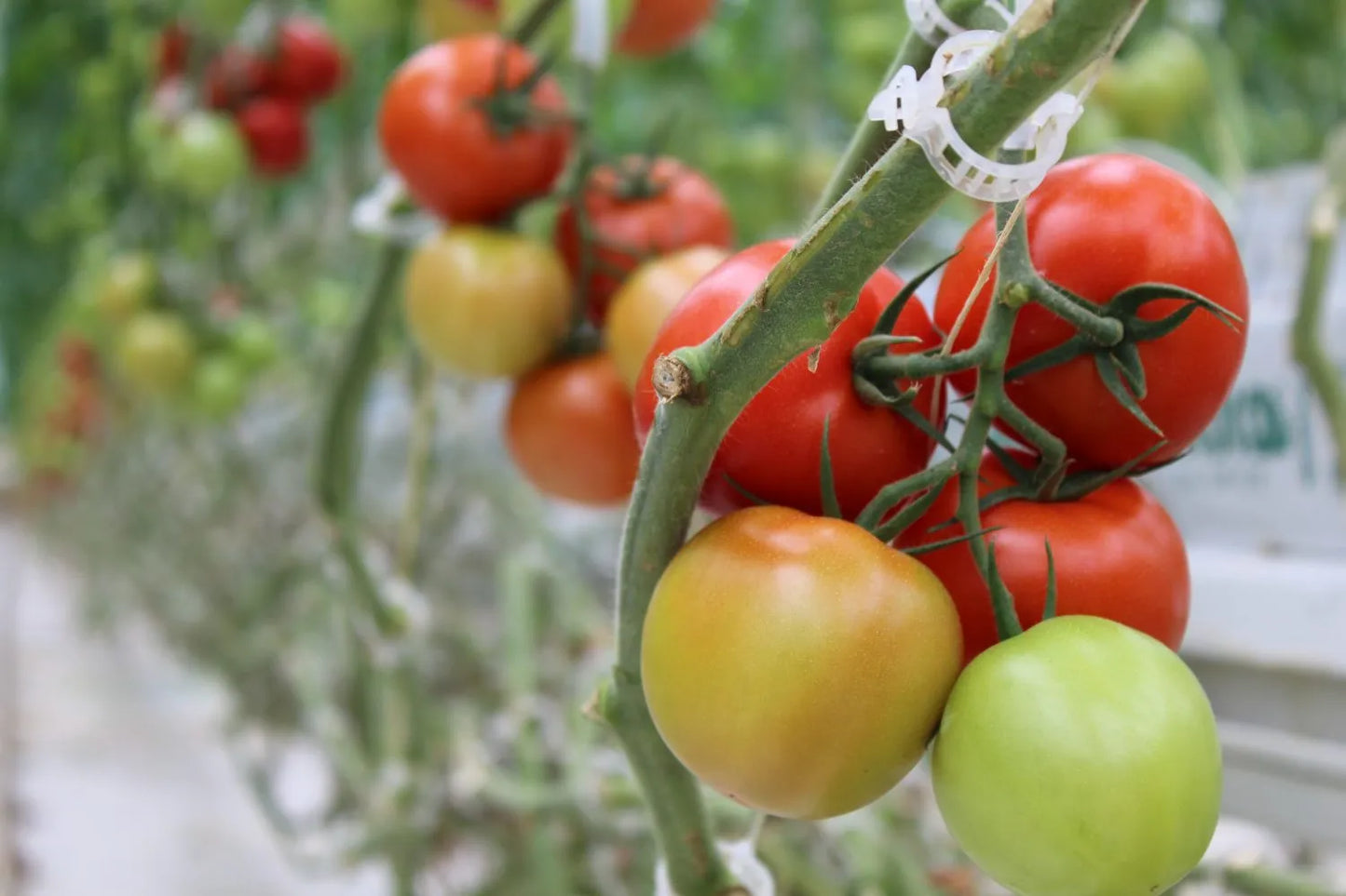 Country Tomato Seeds 80pcs - Traditional Heirloom Variety-Blueberry Botanicals