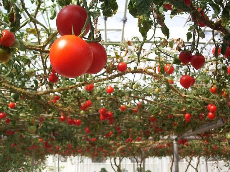 Country Tomato Seeds 80pcs - Traditional Heirloom Variety-Blueberry Botanicals