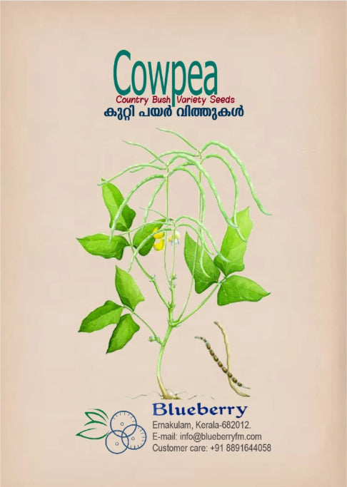 Cowpea Seeds Bush Country Variety 20 Pack - Premium Quality-Blueberry Botanicals