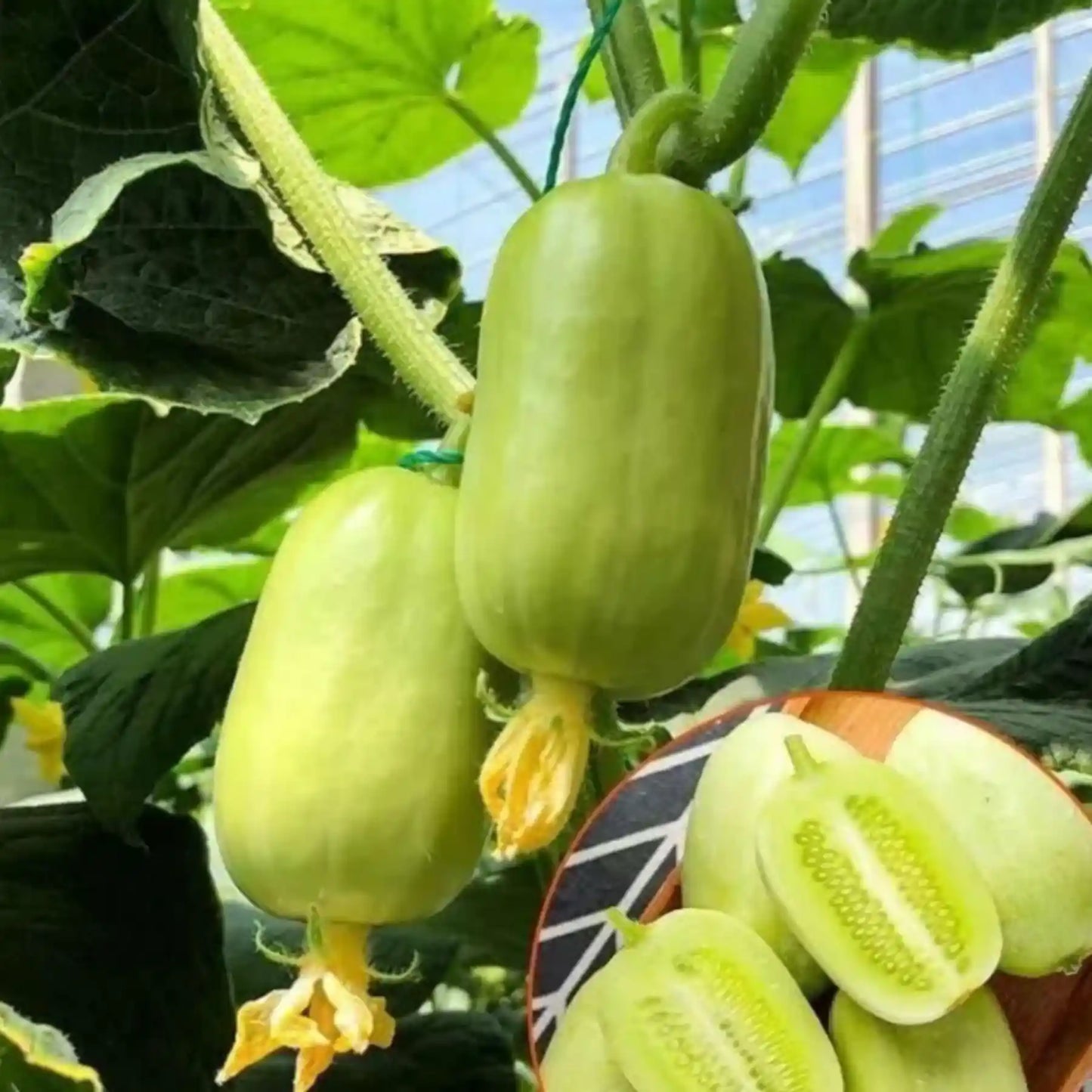 cucumber-seeds-golden-boy-lady-pcs-specialty-golden-variety-high-yield-blueberry
