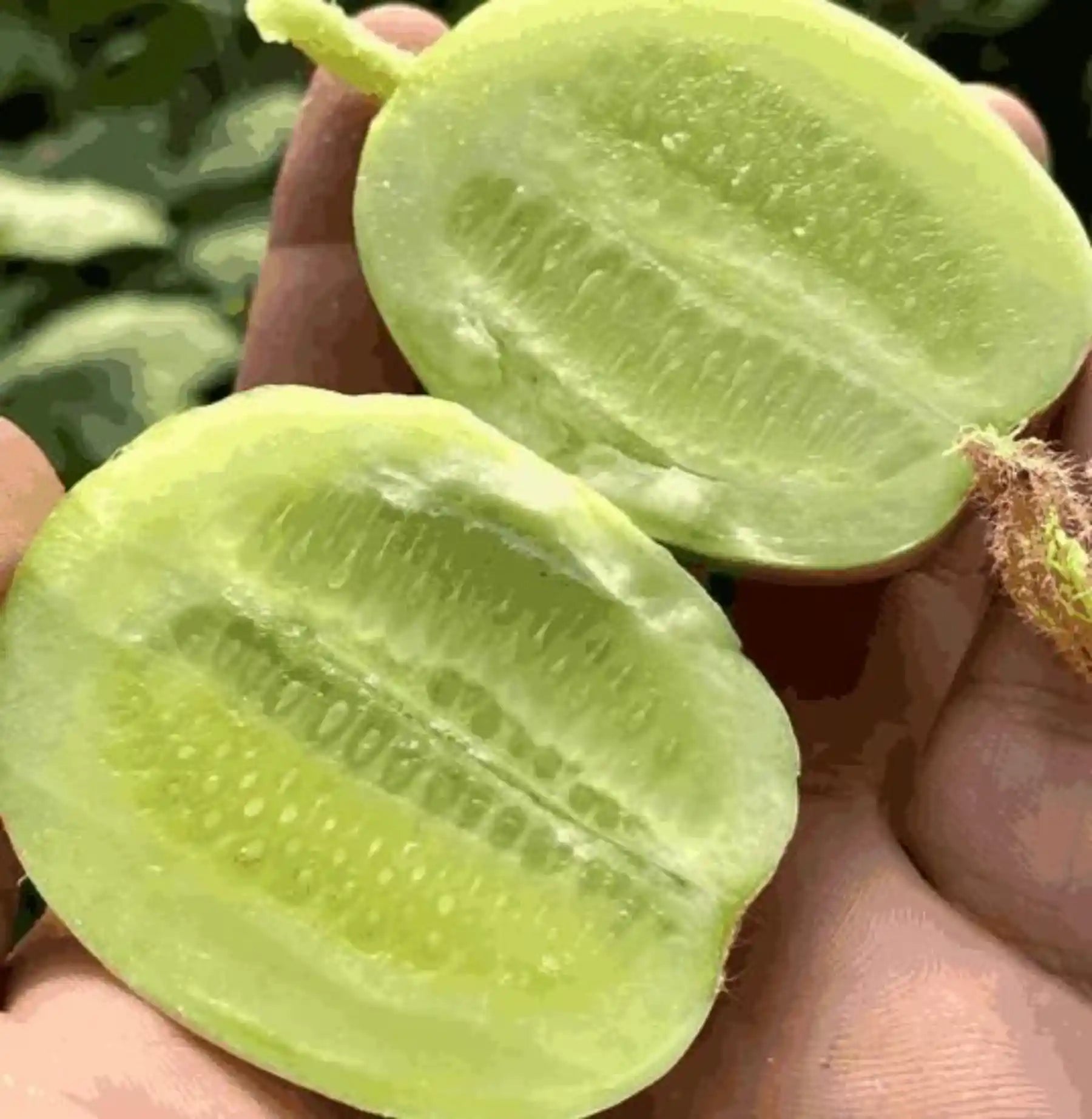 cucumber-seeds-golden-boy-lady-pcs-specialty-golden-variety-high-yield-blueberry
