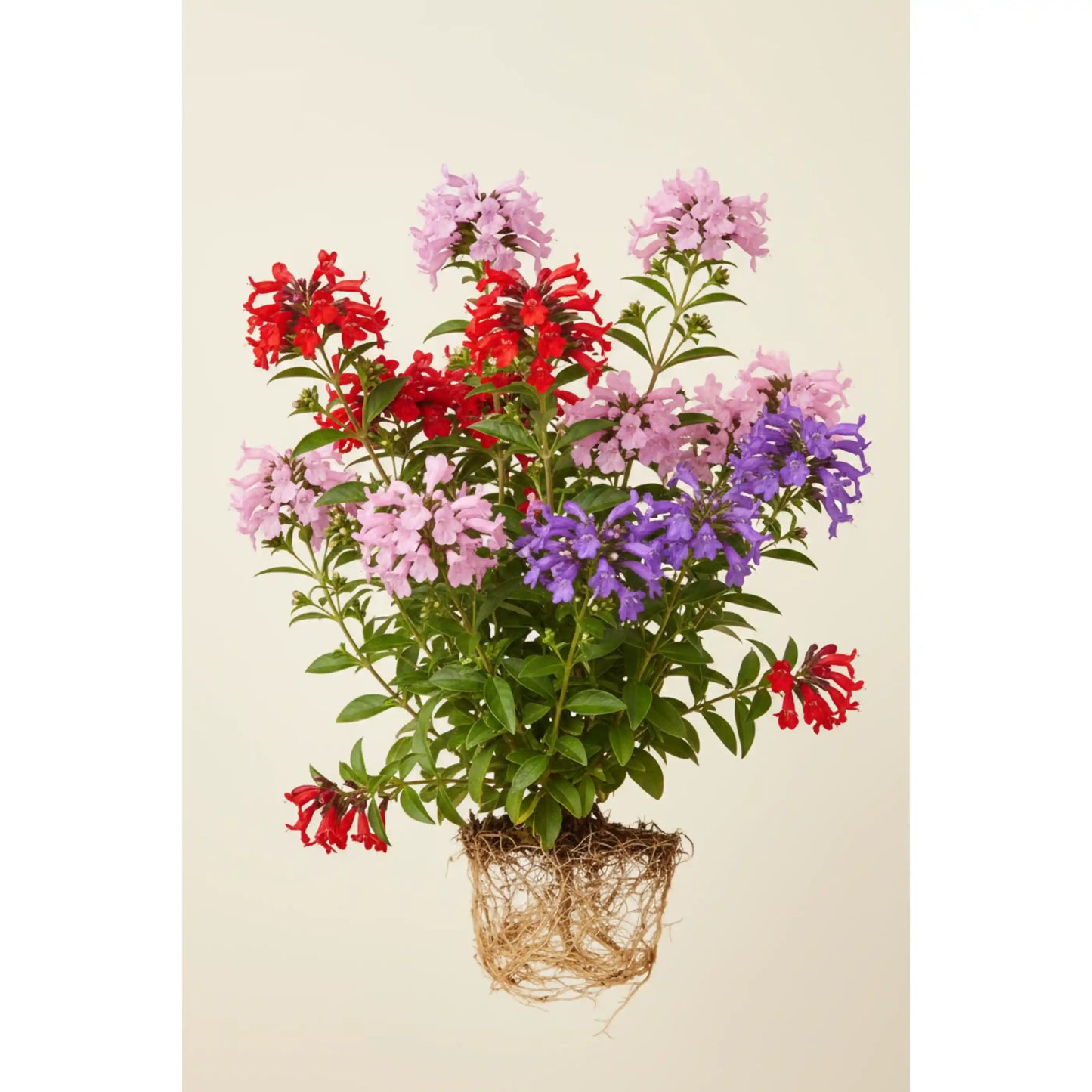 cuphea-colour-combo-plant-cigar-plant-butterfly-garden-shrub