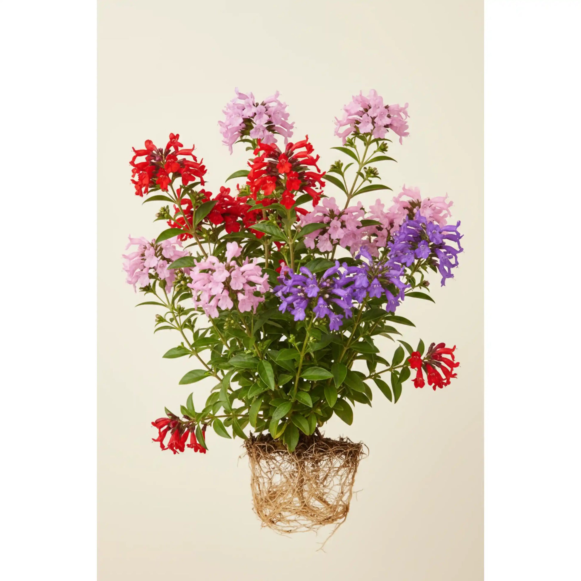 cuphea-colour-combo-plant-cigar-plant-butterfly-garden-shrub