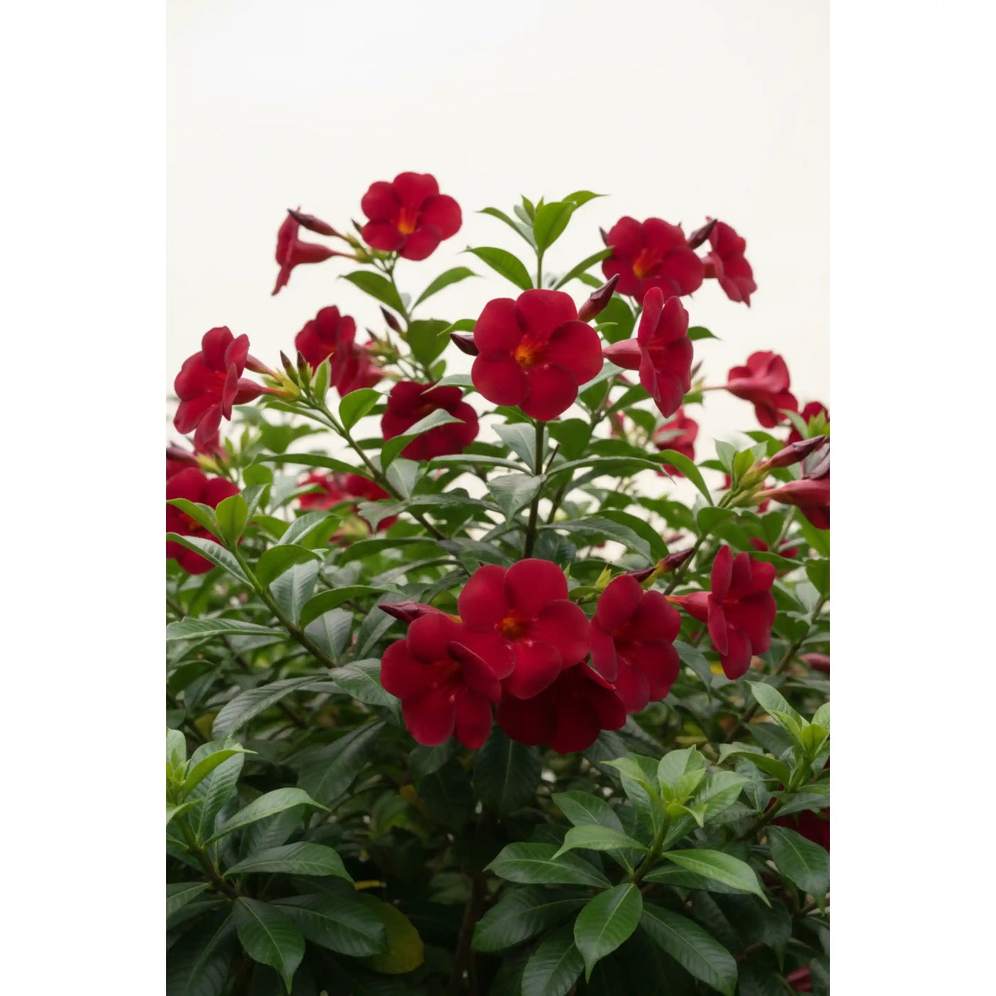 dark-red-allamanda-plant-allamanda-tropical-flowering-shrub