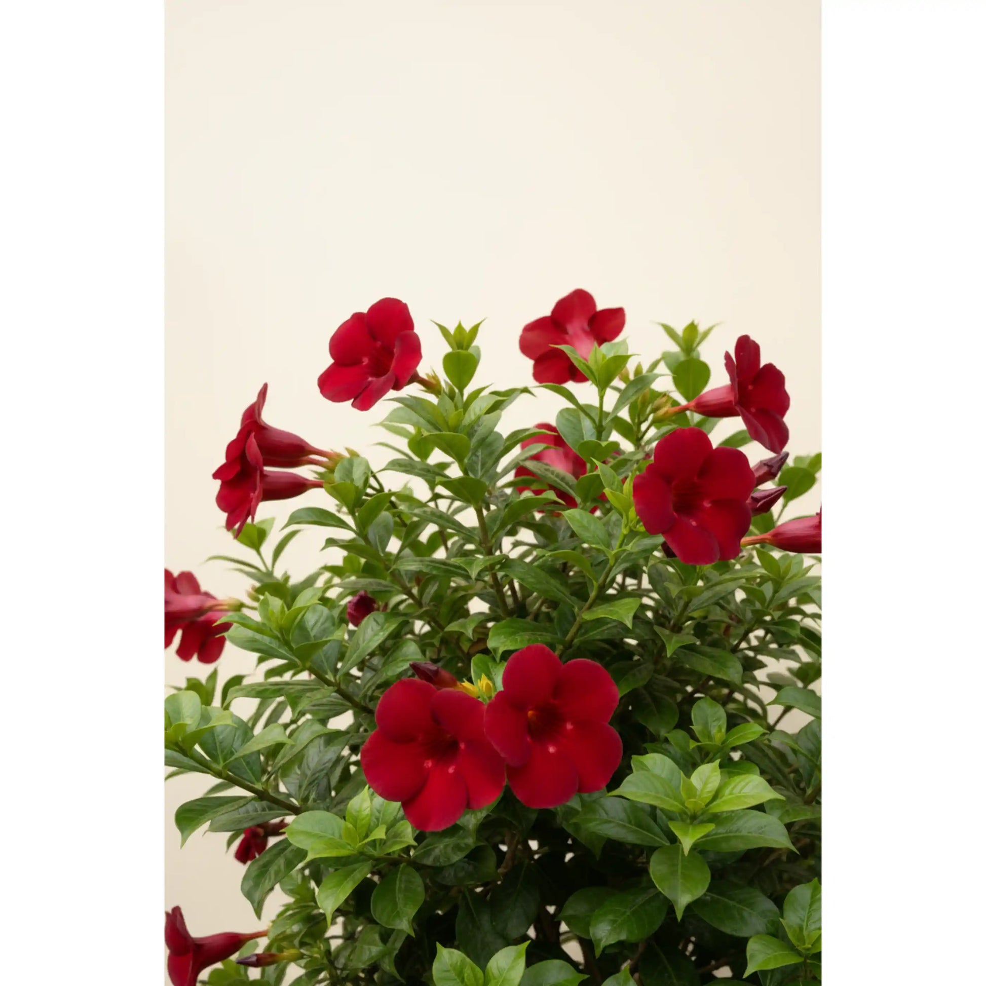dark-red-allamanda-plant-allamanda-tropical-flowering-shrub