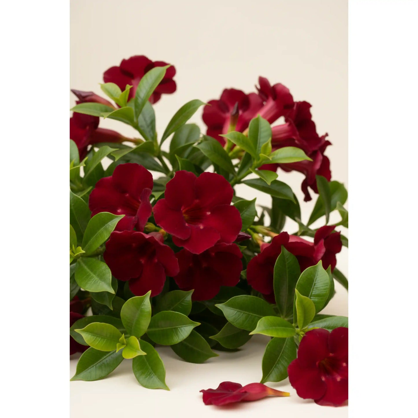 dark-red-allamanda-plant-allamanda-tropical-flowering-shrub