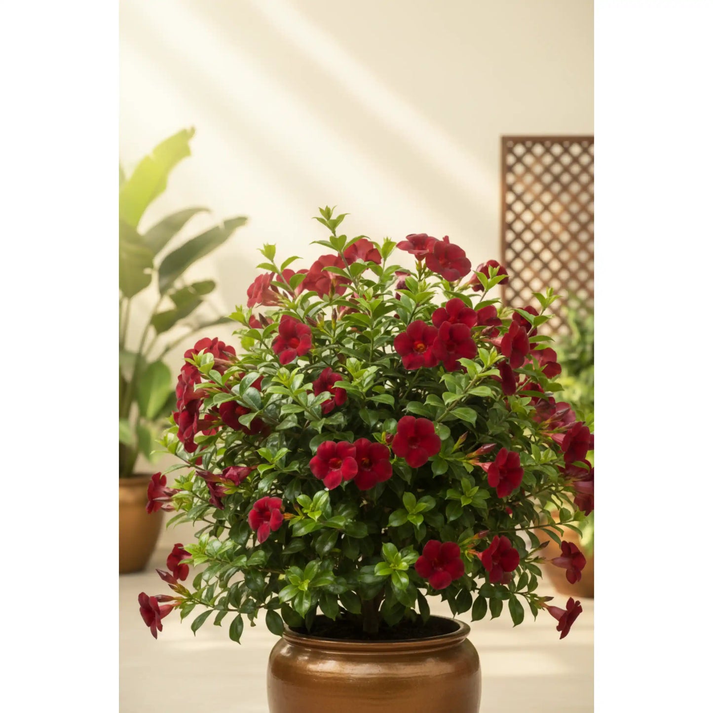 dark-red-allamanda-plant-allamanda-tropical-flowering-shrub