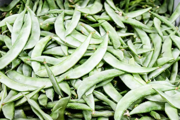 Dolichos Seeds 20pcs - High Yielding Heirloom Climbing Bean- Blueberry Botanicals