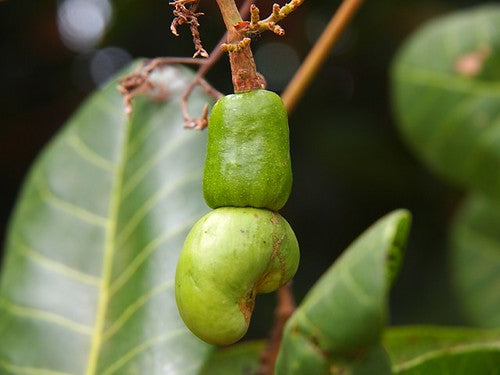 Dry Roasted Salted Cashews 200g Kerala Premium - Blueberry Botanicals