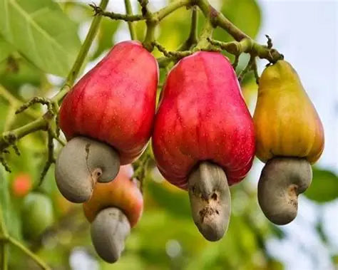 Dry Roasted Salted Cashews 500g Kerala Premium - Blueberry Botanicals